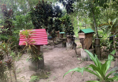 Abenick Trigano Farm Dengan Ladang Kelulut